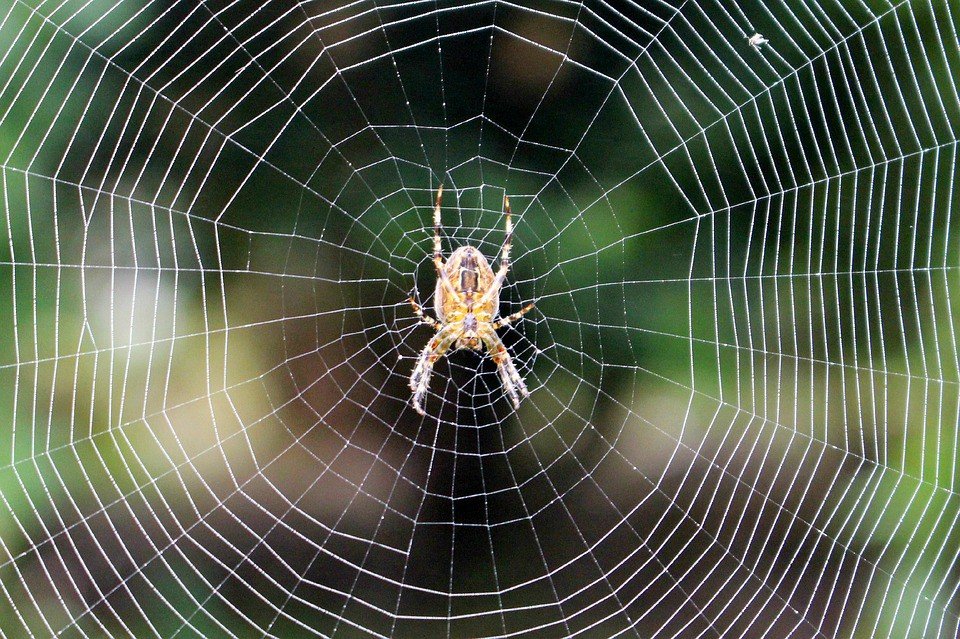 Nằm mơ thấy nhện giăng tơ ý nghĩa gì?